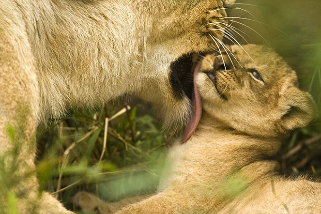 The Natural World - Wild Mothers and Babies - Photos