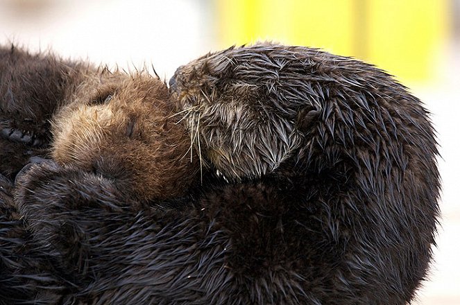 Million Dollar Otters - Photos