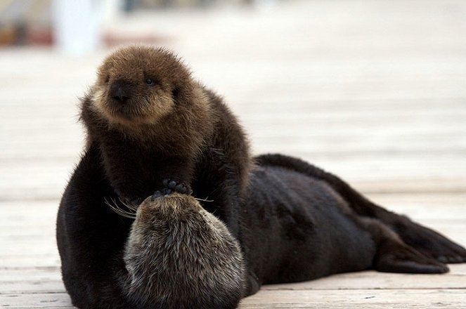 Million Dollar Otters - Filmfotos