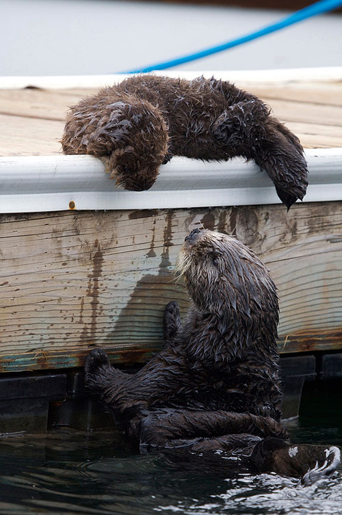 Million Dollar Otters - Photos