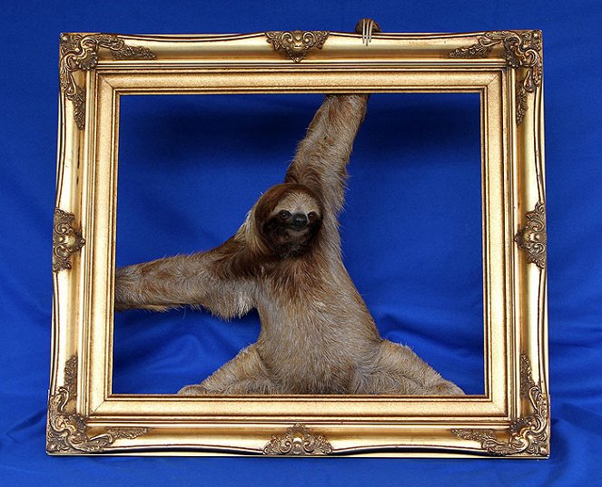 Meet the Sloths - Filmfotos