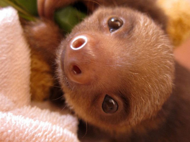 Meet the Sloths - Do filme