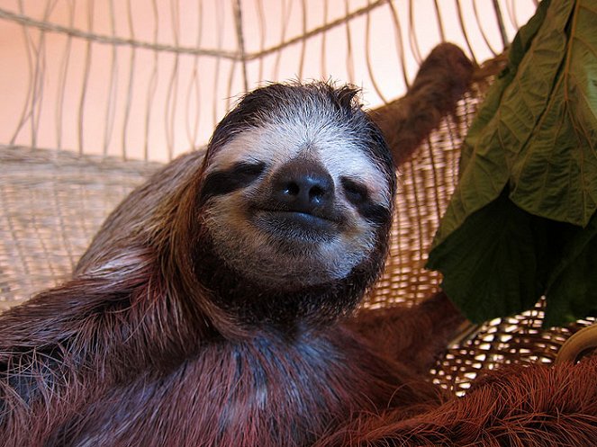 Meet the Sloths - Filmfotos