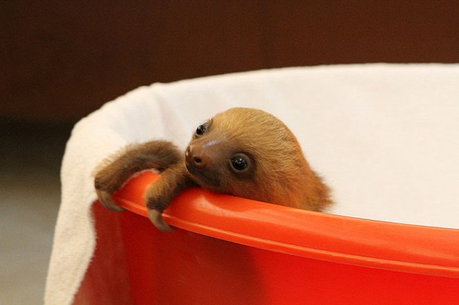 Meet the Sloths - Van film