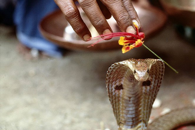 King cobra: Cannibal snake - De la película
