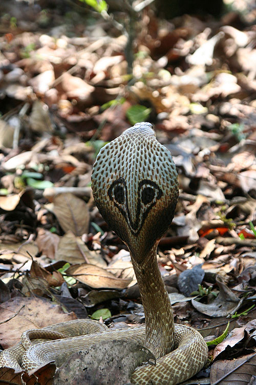 King cobra: Cannibal snake - Photos