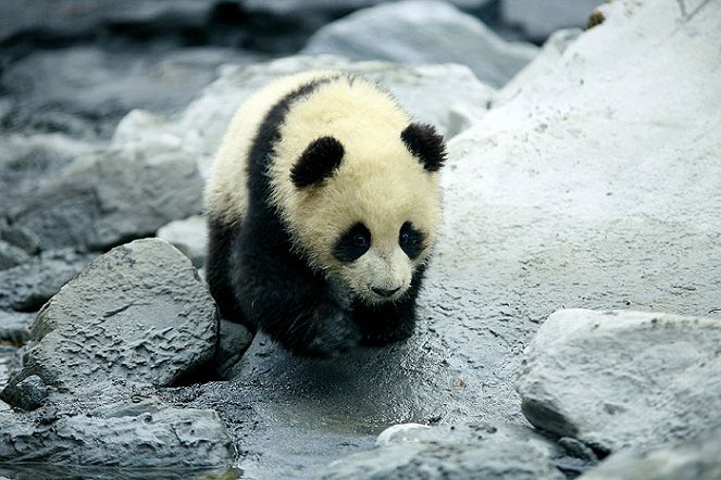 Trail of the Panda - Photos