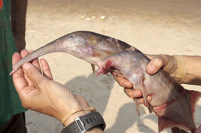 Monster Fish of the Congo - Photos