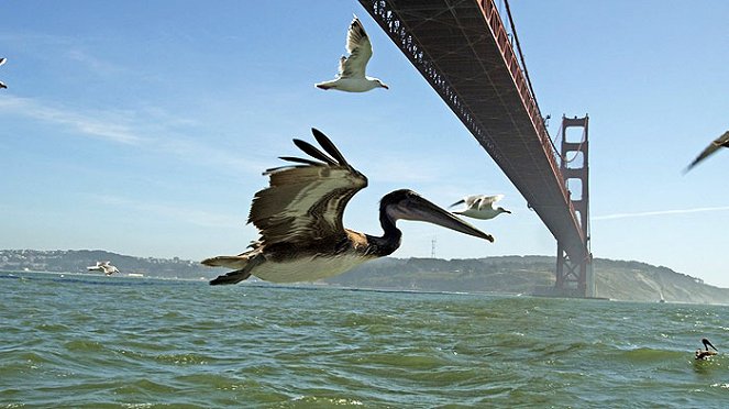 Die fantastische Reise der Vögel - Filmfotos