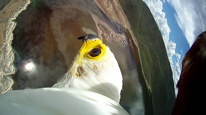Die fantastische Reise der Vögel - Filmfotos