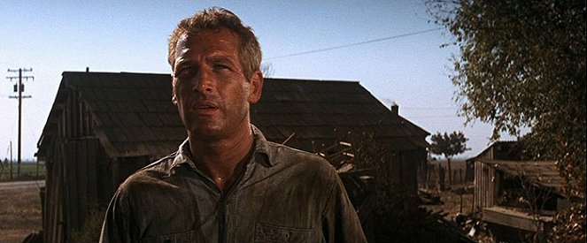 Luke la main froide - Film - Paul Newman