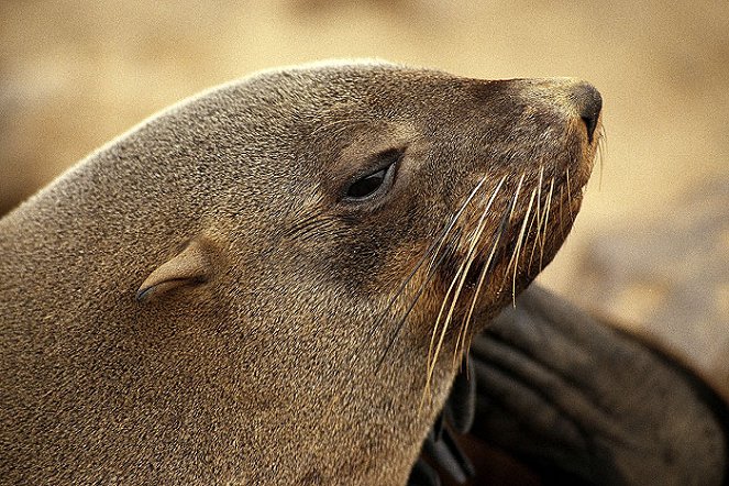 Golden Seals of the Skeleton Coast - Photos