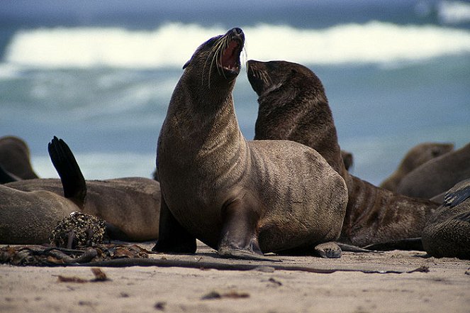 Golden Seals of the Skeleton Coast - Photos