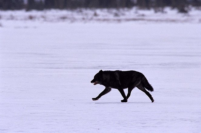 The Rise of Black Wolf - Kuvat elokuvasta