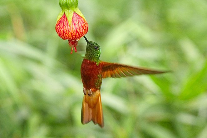 Hummingbirds: Magic In The Air - Photos