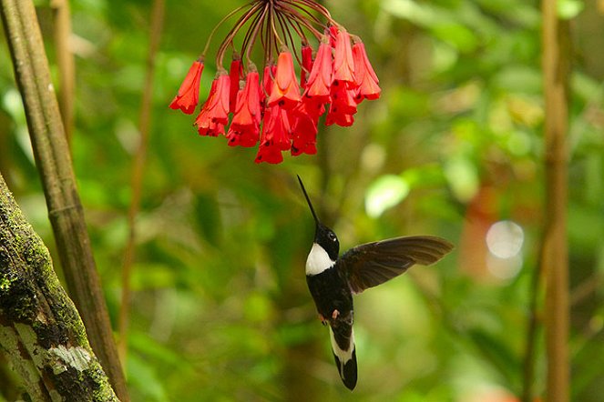 Hummingbirds: Magic In The Air - Van film