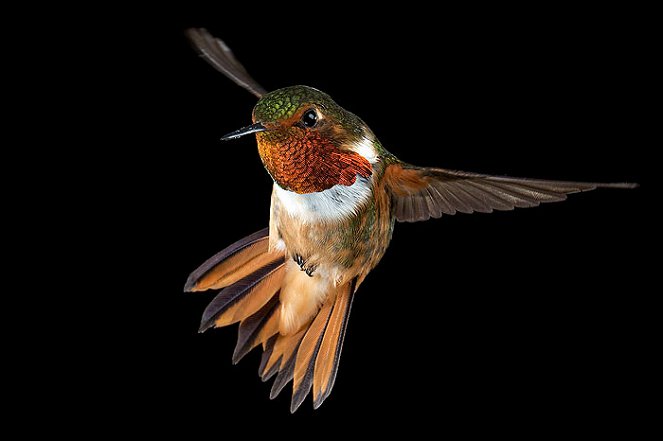 Hummingbirds: Magic In The Air - Do filme