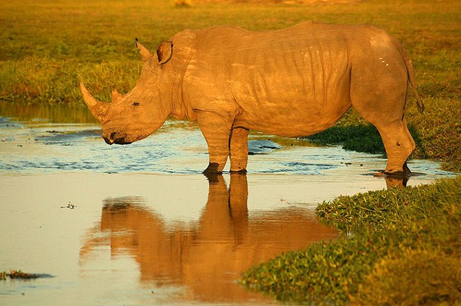 Return of the Rhino - Kuvat elokuvasta