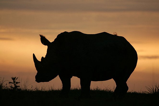 Return of the Rhino - Filmfotos