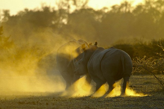 Return of the Rhino - Filmfotos