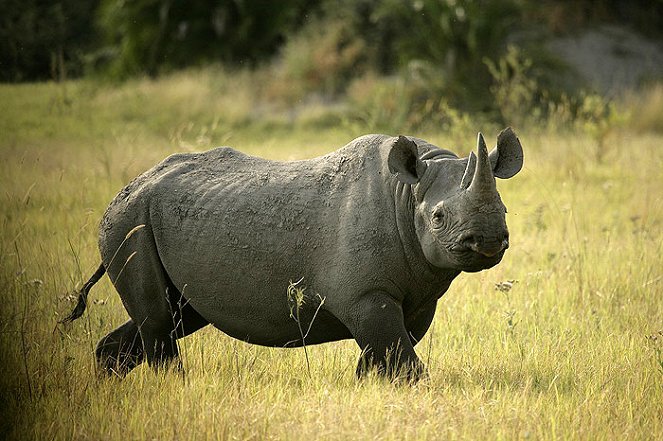 Return of the Rhino - Do filme