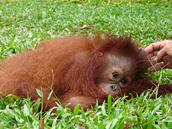 Orangutan Island - Do filme