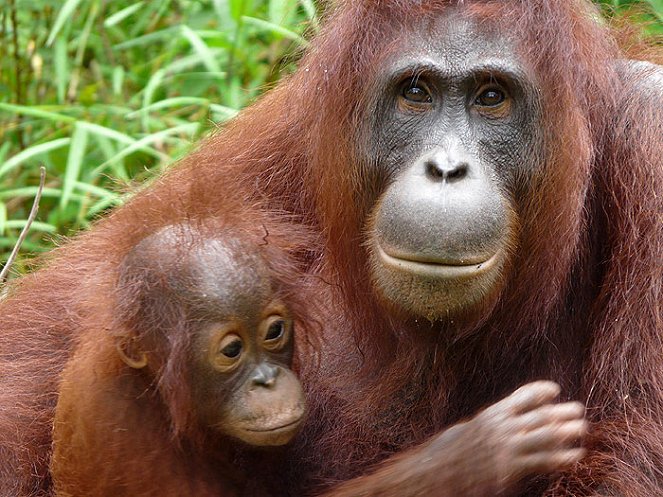 Orangutan Island - Z filmu