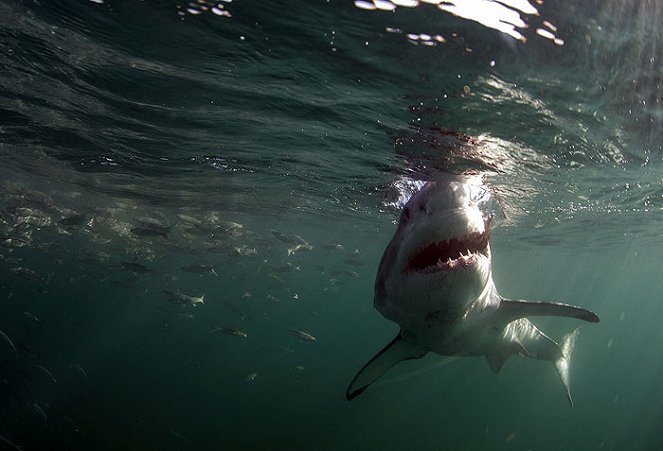 Hrůza žraloků útočících nad hladinou - Z filmu