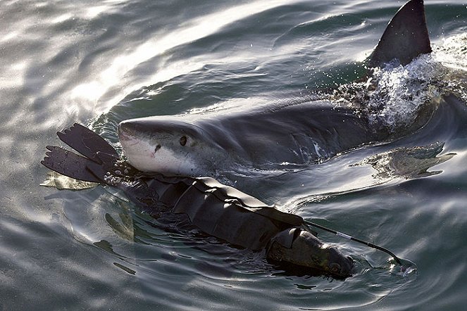 Hrůza žraloků útočících nad hladinou - Z filmu