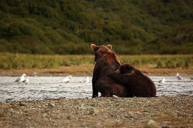 Bear Nomad - Do filme