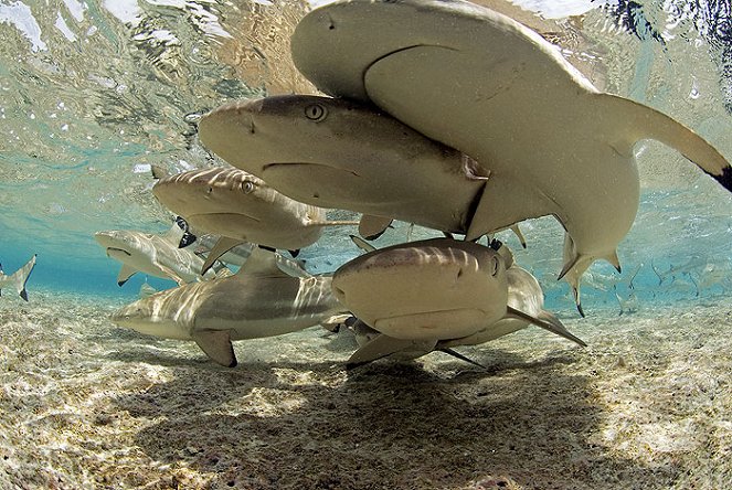 Žraloci v bahamské mořské oblasti Shark Eden - Z filmu