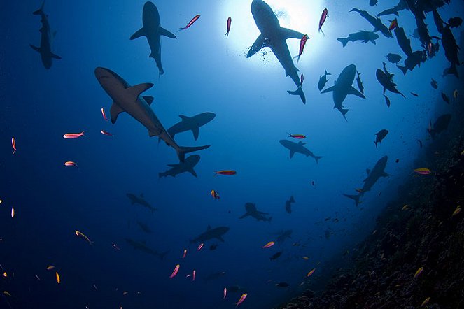 Das Paradies der Haie - Filmfotos