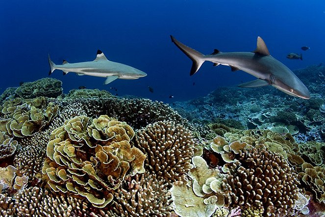 Žraloci v bahamské mořské oblasti Shark Eden - Z filmu