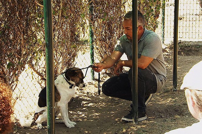 Cesar Millan: Auf den Hund gekommen - Filmfotos - Cesar Millan