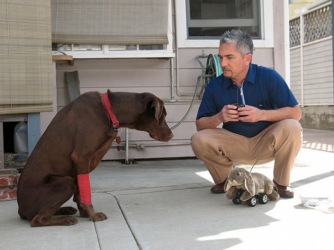 Dog Whisperer with Cesar Millan - Photos - Cesar Millan