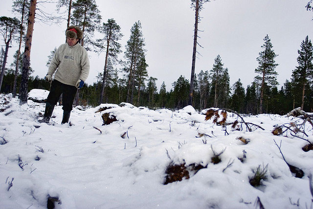 Last Yoik in Saami Forests? - Photos