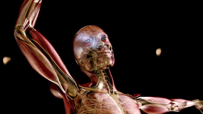 Human Body: Pushing the Limits - Van film