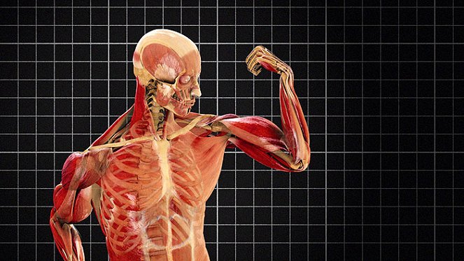 Ľudské telo: Dokonalý stroj - Z filmu