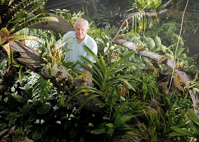 Kingdom of Plants 3D - Do filme - David Attenborough