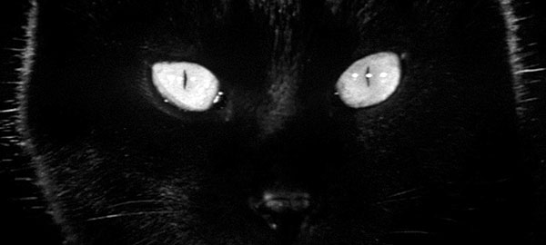 Černá kočka - Z filmu