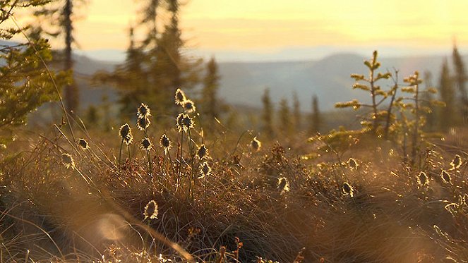 Yukon Men - Überleben in Alaska - Filmfotos