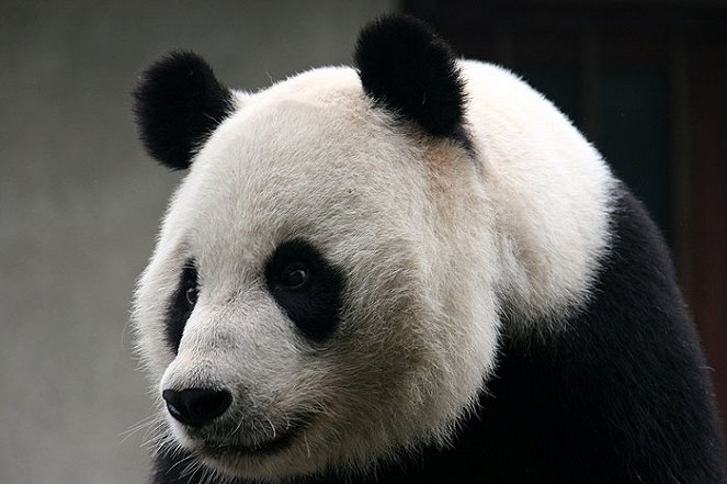 Panda velká - Z filmu