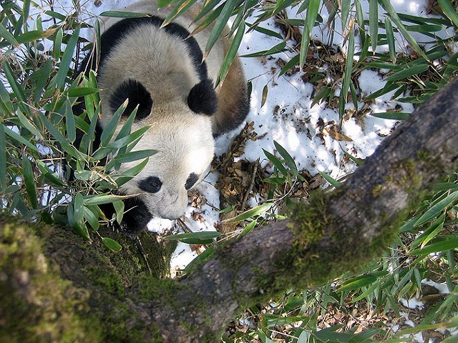 Giant Panda - Filmfotos