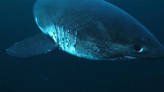 Aljašský žralok zabiják - Z filmu