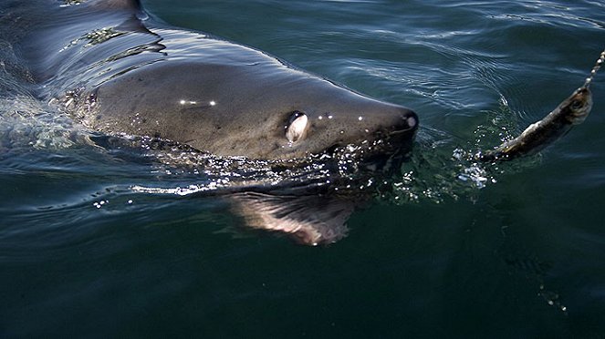 Alaskan Killer Shark - Filmfotos