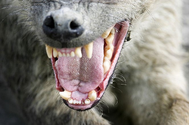 Hyena: Bonecrusher Queens - Van film