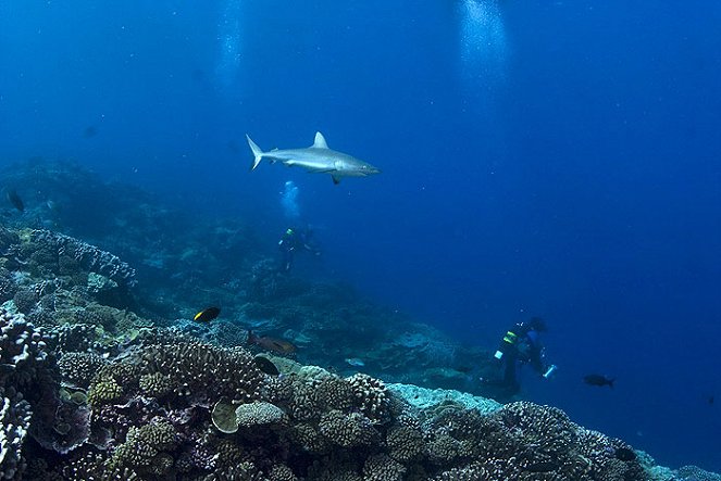 Höhle der Haie - Unterwasserlandschaften vor Mauritius - Filmfotos