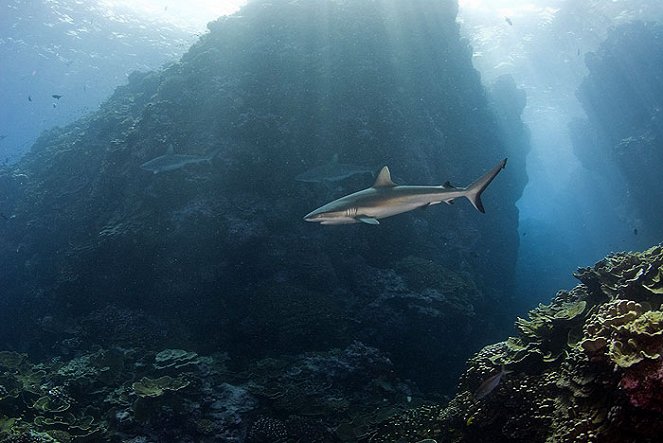 Höhle der Haie - Unterwasserlandschaften vor Mauritius - Filmfotos
