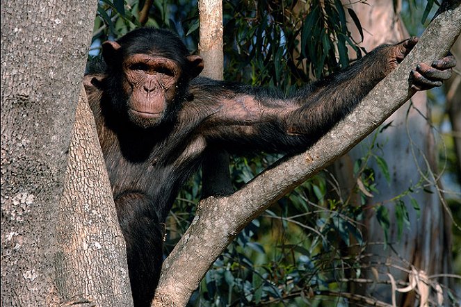 Charles & Jessica: A Chimp Tale - Do filme