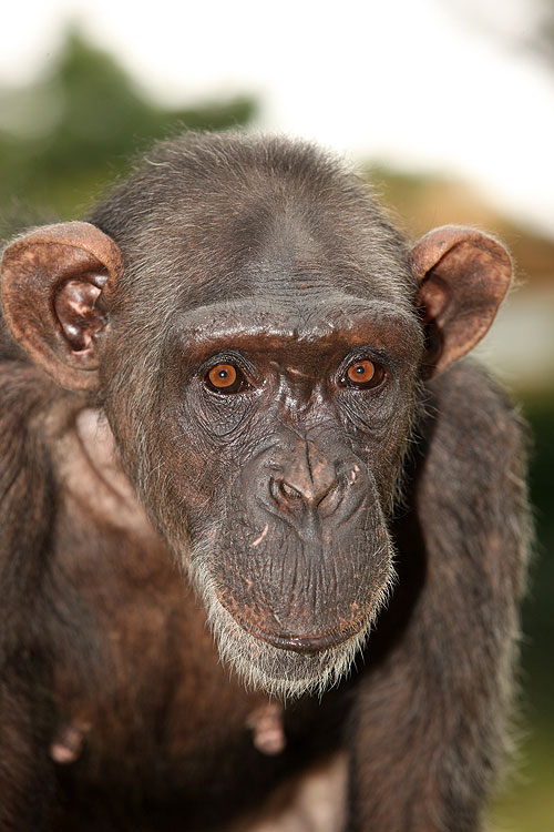 Charles & Jessica: A Chimp Tale - Photos